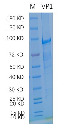 Reducing 12% SDS-PAGE analysis profile of purified VP1.